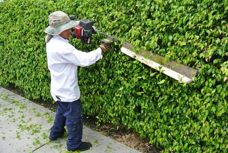 Commercial and High-Rise Landscape Maintenance